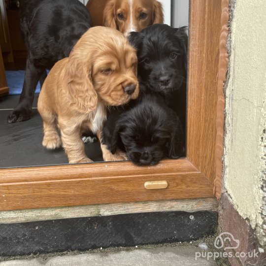 Cocker Spaniel (Working & Show) - Dogs