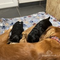 Cocker Spaniel (Working & Show) - Dogs