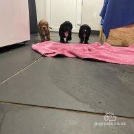 Cocker Spaniel (Working & Show) - Dogs