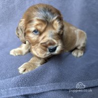 Cocker Spaniel (Working & Show) - Dogs