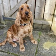 Cocker Spaniel (Working & Show) - Dogs