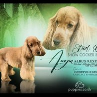 Cocker Spaniel (Working & Show) - Dogs