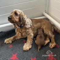 Cocker Spaniel (Working & Show) - Dogs