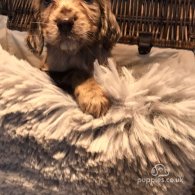 Cocker Spaniel (Working & Show) - Both