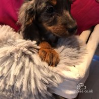 Cocker Spaniel (Working & Show) - Both