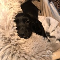 Cocker Spaniel (Working & Show) - Both