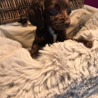 Cocker Spaniel (Working & Show) - Both