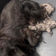 Cocker Spaniel (Working & Show) - Both