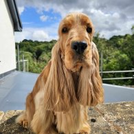 Cocker Spaniel (Working & Show) - Both