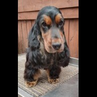 Cocker Spaniel (Working &amp; Show) - Both