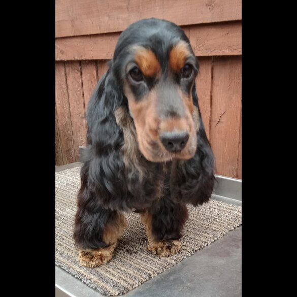 Cocker Spaniel (Working &amp; Show) - Both