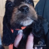 Cocker Spaniel (Working & Show) - Both