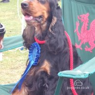 Cocker Spaniel (Working & Show) - Both