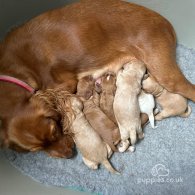 Cocker Spaniel (Working & Show) - Both