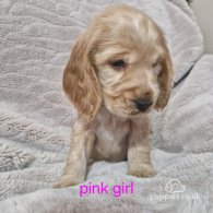 Cocker Spaniel (Working & Show) - Both