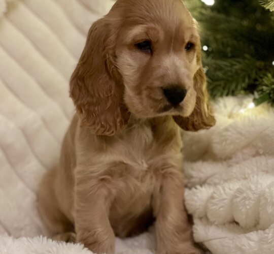 Cocker Spaniel (Working &amp; Show)