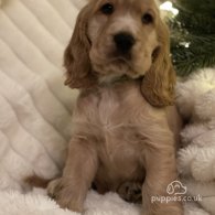 Cocker Spaniel (Working & Show) - Both