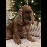 Cocker Spaniel (Working &amp; Show) - Both