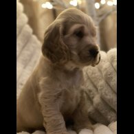 Cocker Spaniel (Working &amp; Show) - Both