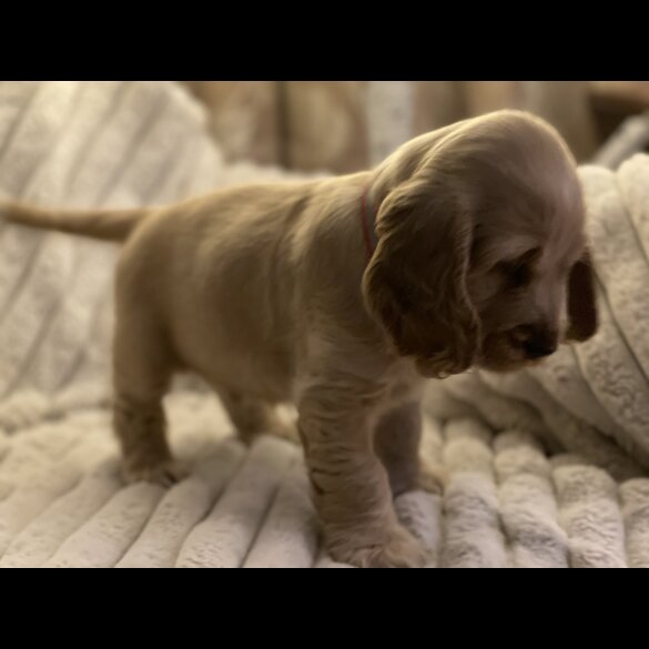 Cocker Spaniel (Working &amp; Show) - Both