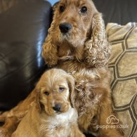 Cocker Spaniel (Working & Show) - Both