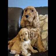 Cocker Spaniel (Working &amp; Show) - Both