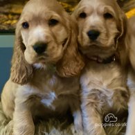 Cocker Spaniel (Working & Show) - Both