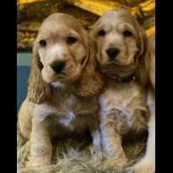 Cocker Spaniel (Working &amp; Show) - Both