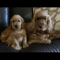 Cocker Spaniel (Working &amp; Show) - Both