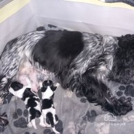 Cocker Spaniel (Working & Show) - Dogs