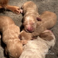 Cocker Spaniel (Working & Show) - Both