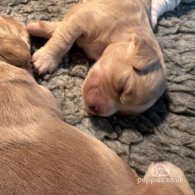 Cocker Spaniel (Working & Show) - Both