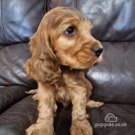 Cocker Spaniel (Working & Show) - Dogs