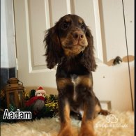 Cocker Spaniel (Working & Show) - Dogs