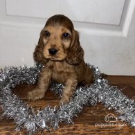 Cocker Spaniel (Working & Show) - Dogs