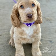 Cocker Spaniel (Working & Show) - Both