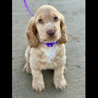 Cocker Spaniel (Working &amp; Show) - Both