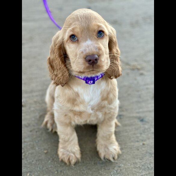 Cocker Spaniel (Working &amp; Show) - Both