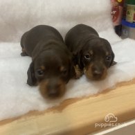 Dachshund (Standard & Miniature) - Both