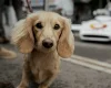 Dachshund (Smooth Haired)