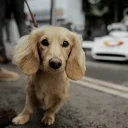 Dachshund (Smooth Haired)