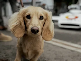 Dachshund (Smooth Haired)