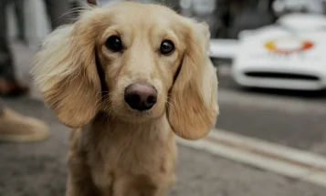 Dachshund (Smooth Haired)