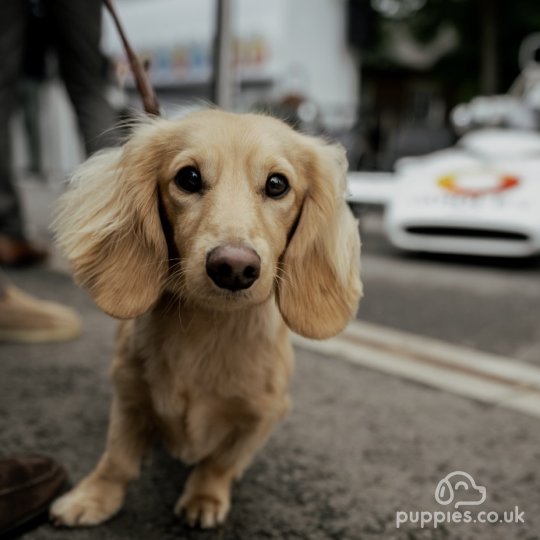 Dachshund (Standard & Miniature)