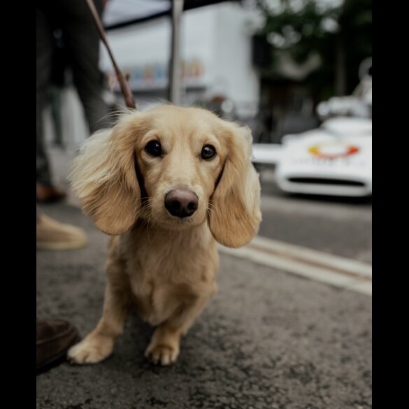 Dachshund (Standard &amp; Miniature)