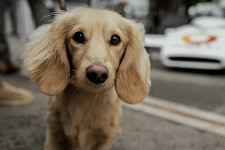 Dachshund (Smooth Haired)