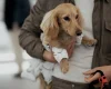 Dachshund (Smooth Haired)