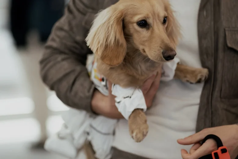 Dachshund (Smooth Haired)