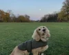 Dachshund (Smooth Haired)