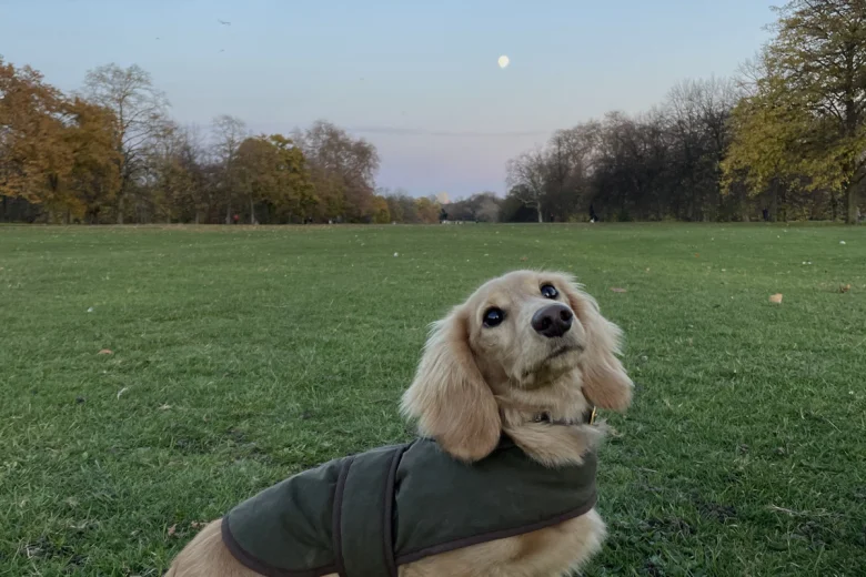 Dachshund (Smooth Haired)